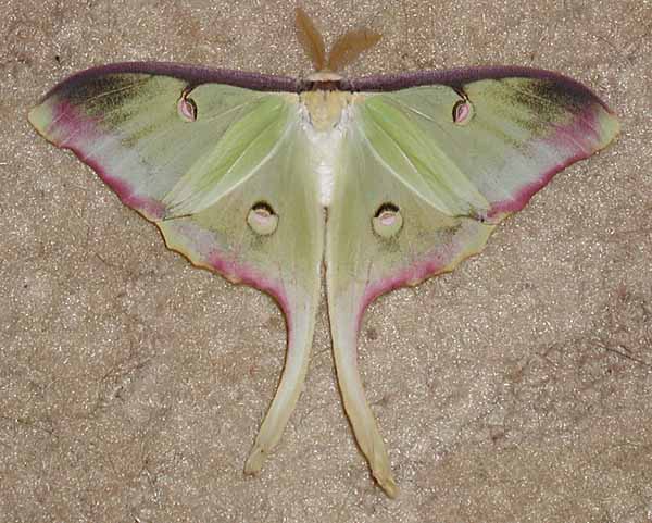 Actias luna male (abberant) (Internet Image property of respective owner, non-commercial use only)